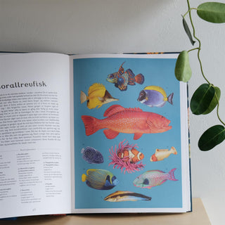 Oseanium – Bli med ned i dypet - Loveday Trinick og Teagan White