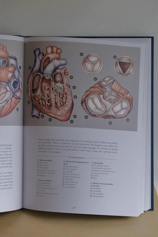 Anatomikum – bli med inn i kroppen - Jennifer Z Paxton