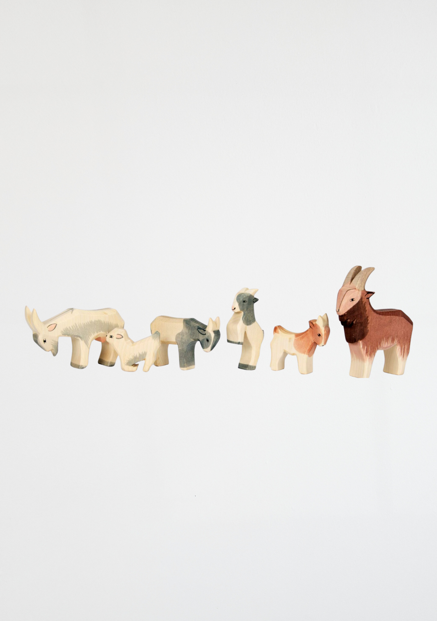 Goat kid drinking - trefigur