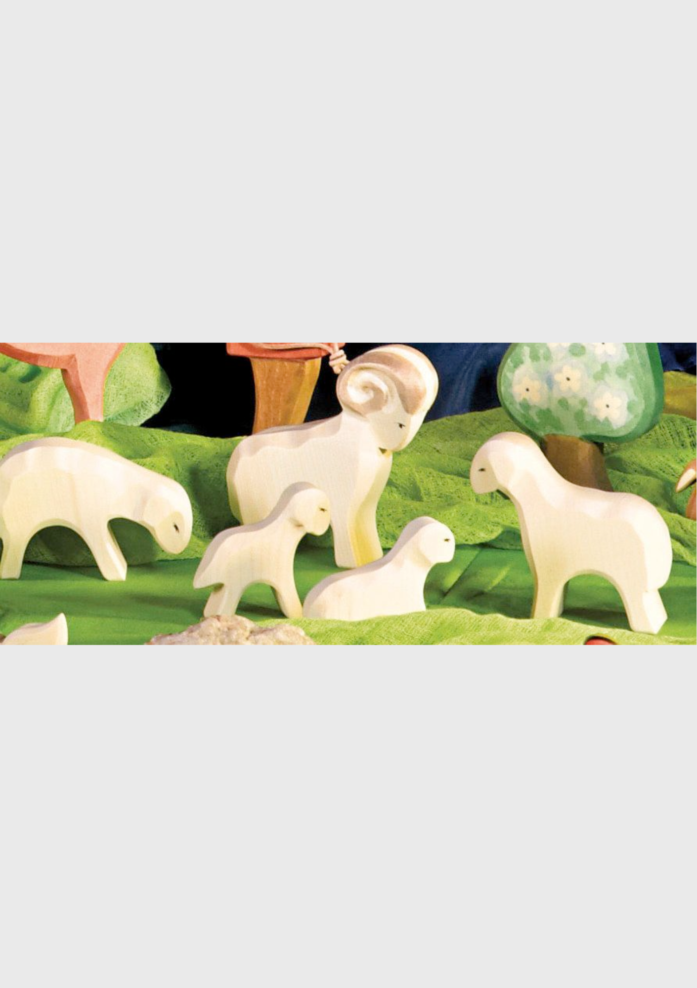 Sheep eating - trefigur