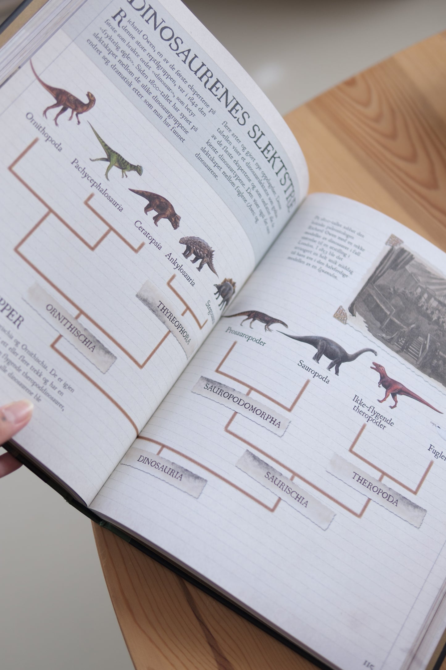 Dinosaurer og forhistoriske dyr - Douglas Palmer
