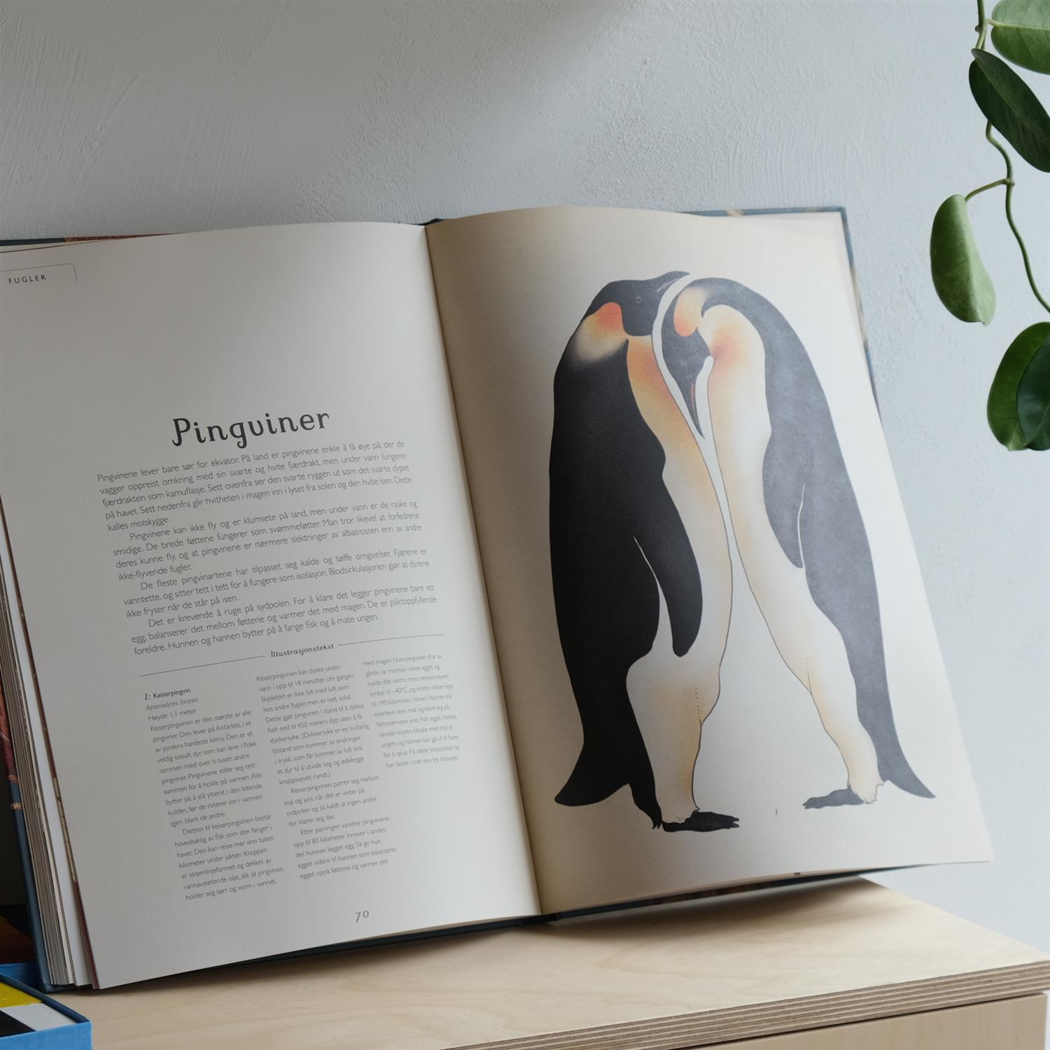 Animalium – Bli med inn i dyrenes verden - Jenny Broom og Katie Scott