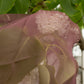 Lekesilke - 55x180cm - wine red