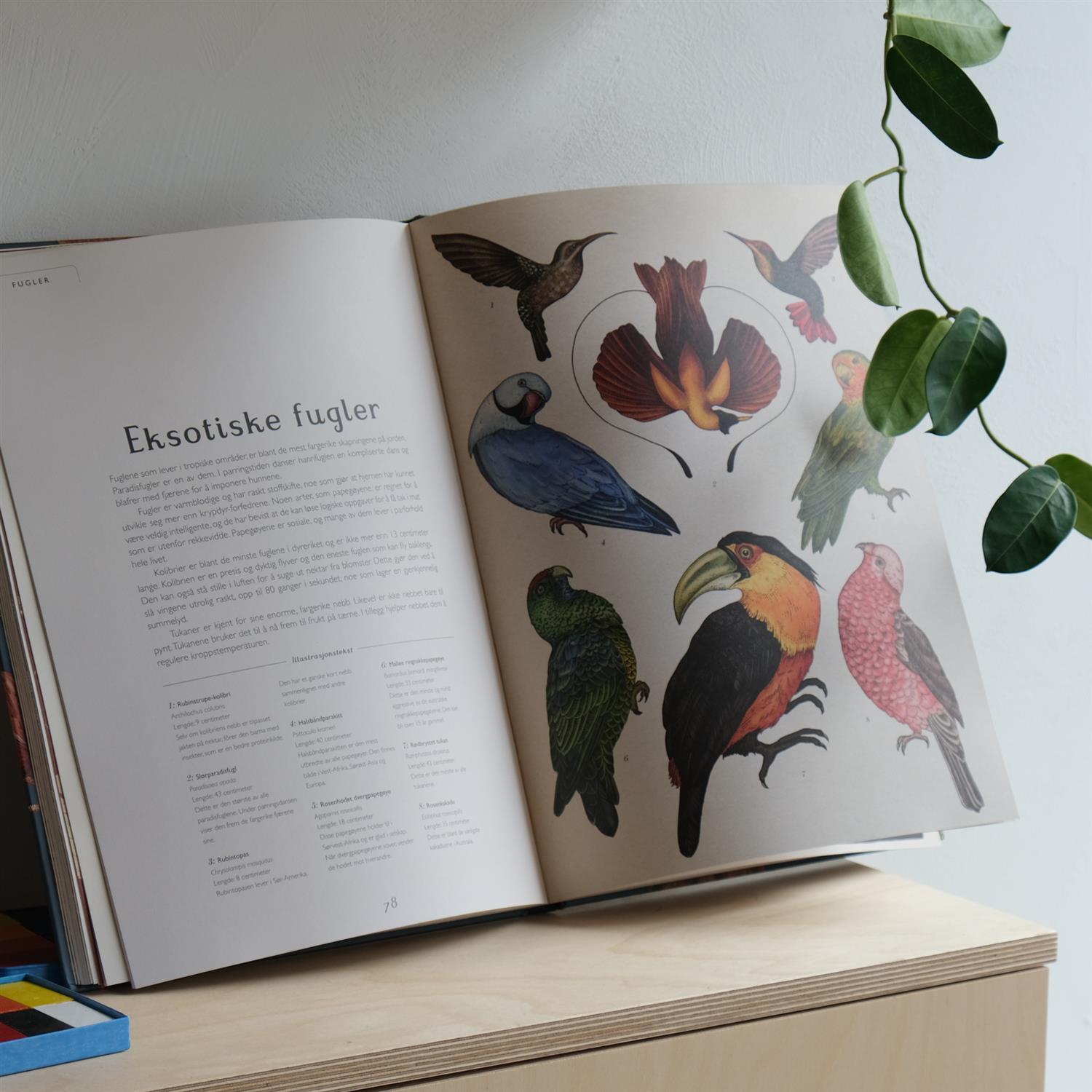 Animalium – Bli med inn i dyrenes verden - Jenny Broom og Katie Scott