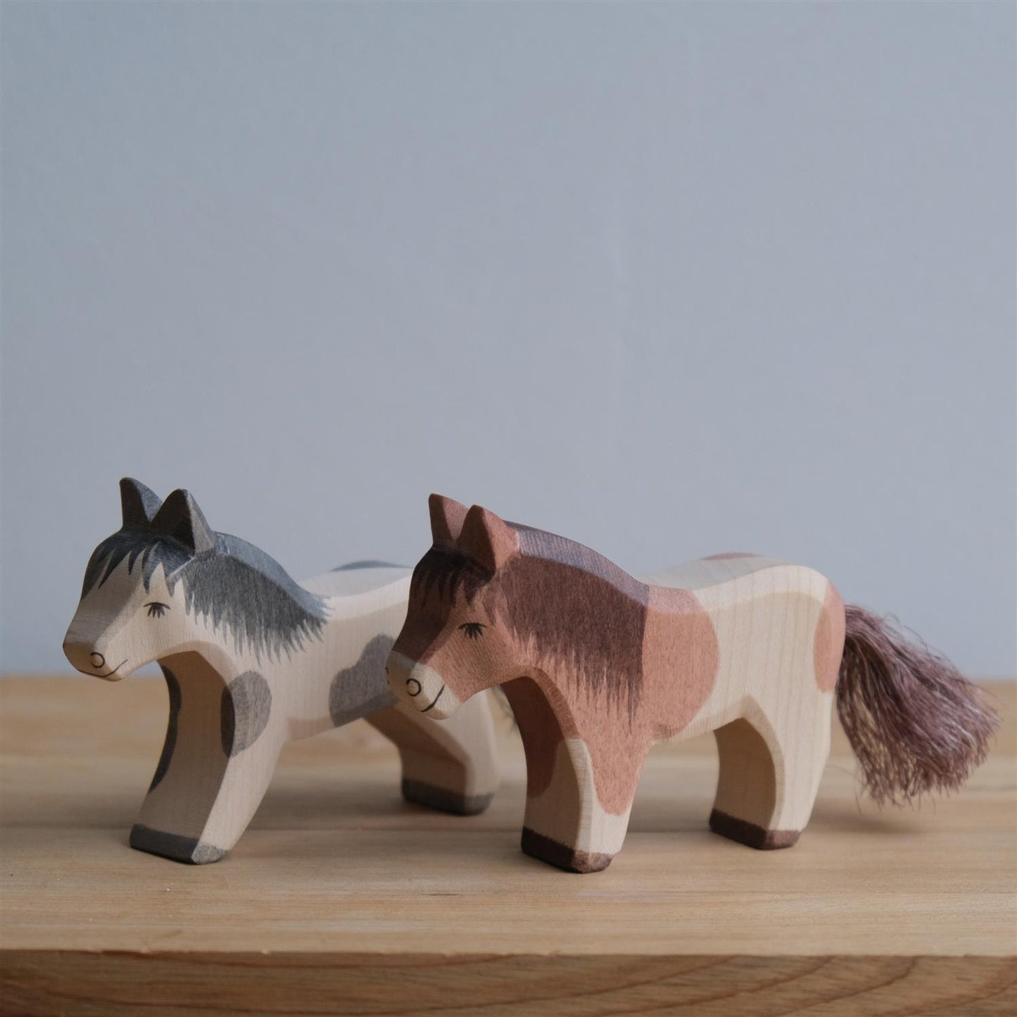Shetland pony standing - trefigur