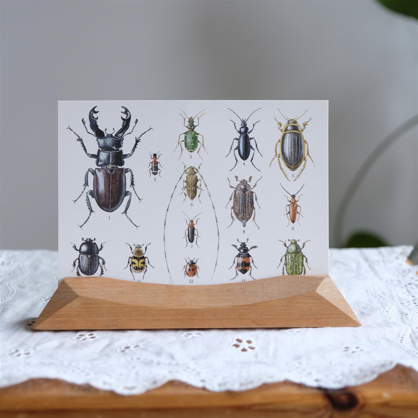 Insektkort - a6 kort