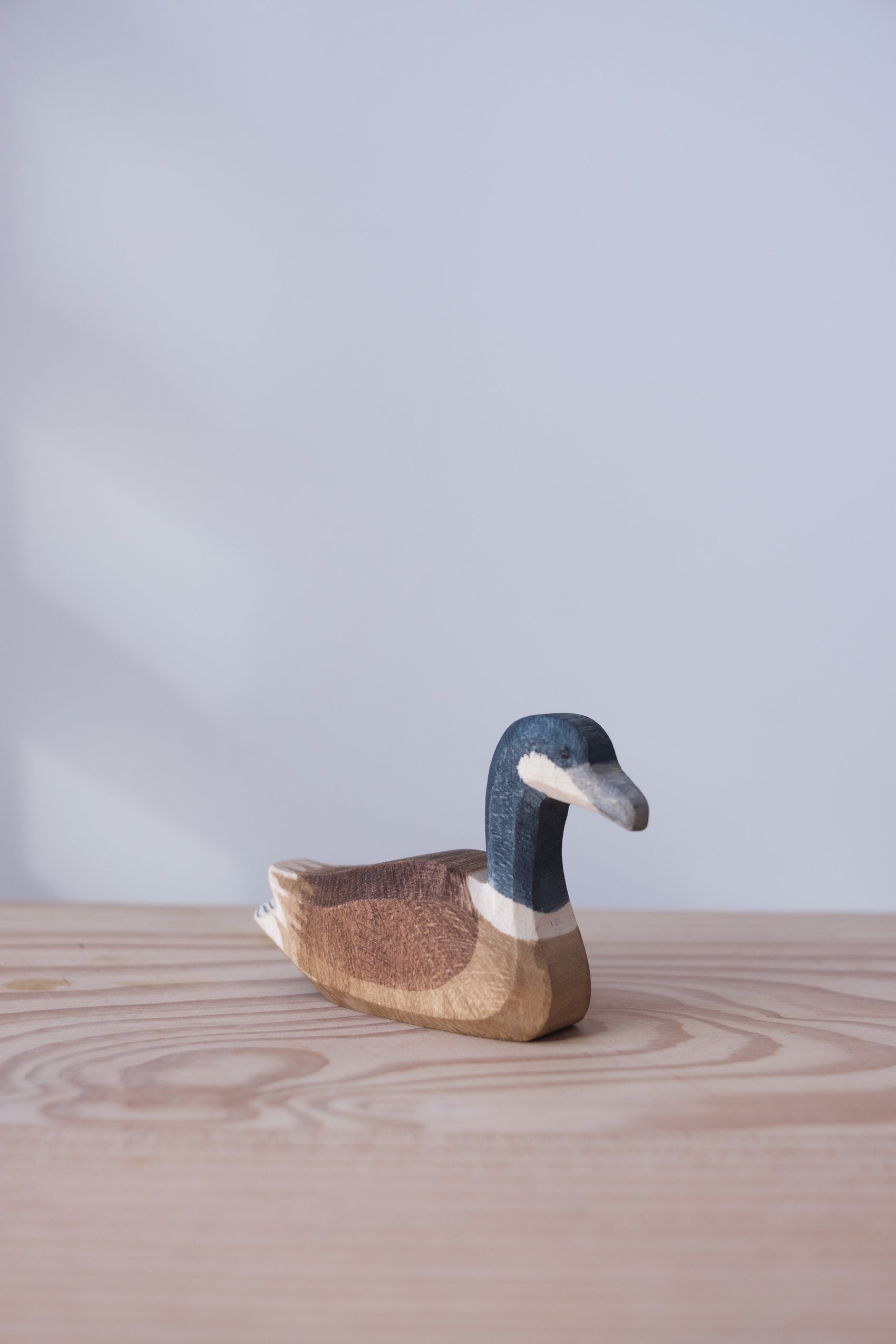 Canada goose swimming - trefigur