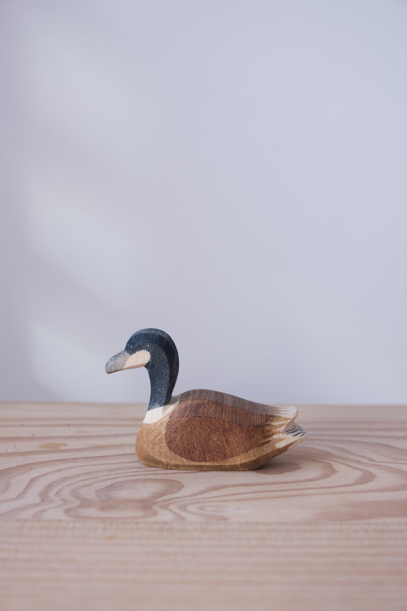 Canada goose swimming - trefigur