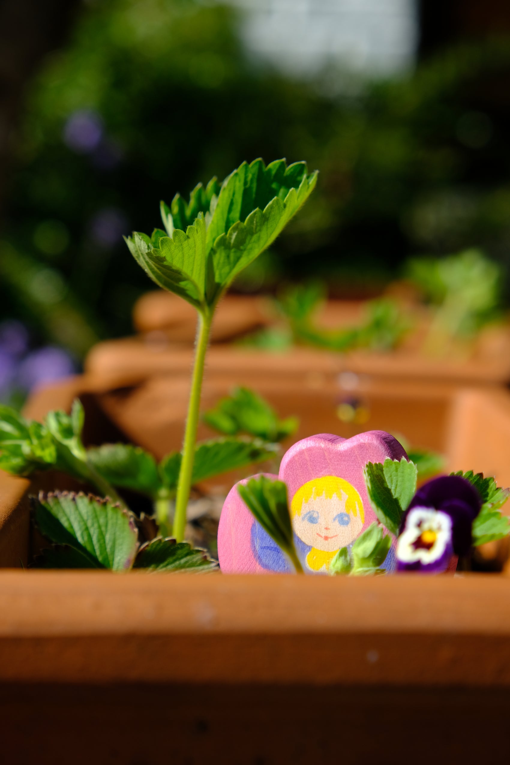 Flower child pansy - trefigur