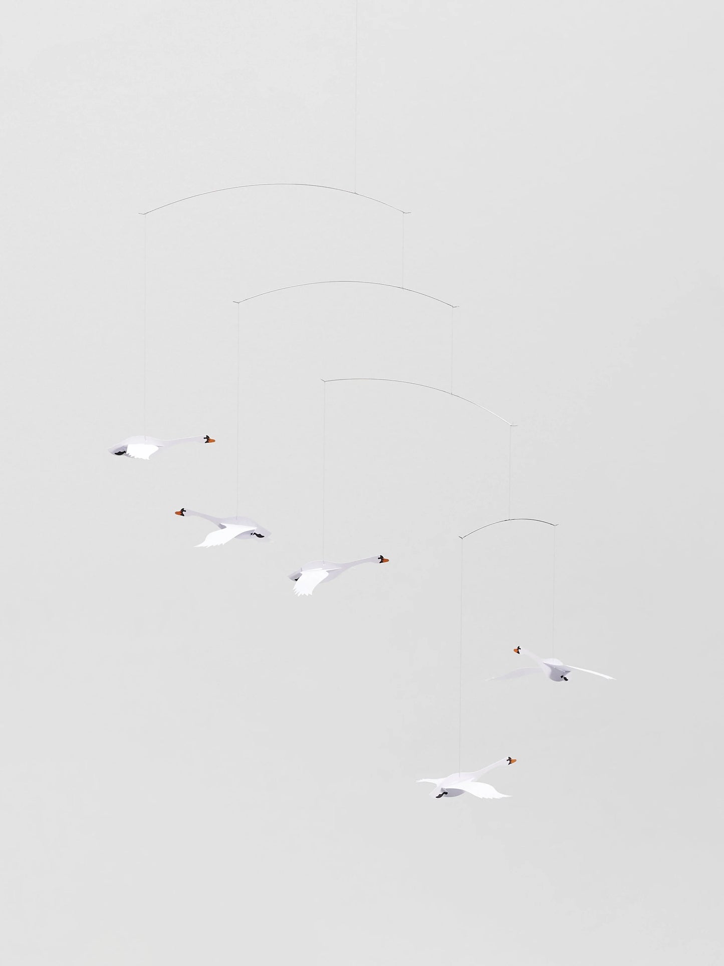 Nordens svaner - uro