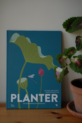 Planter - Hélène Druvert & Juliette Einhorn