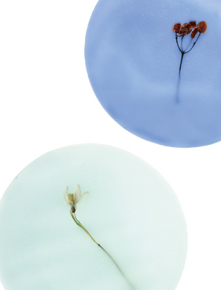 Dekorbivoks - lange - 12 stk