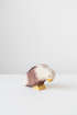 Bald eagle sitting