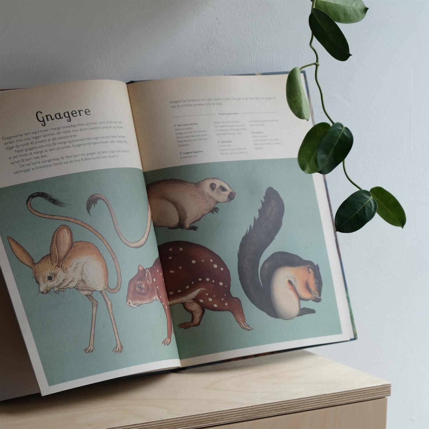 Animalium – Bli med inn i dyrenes verden - Jenny Broom og Katie Scott