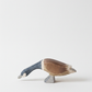 Canada goose long neck – studiobakgrunn