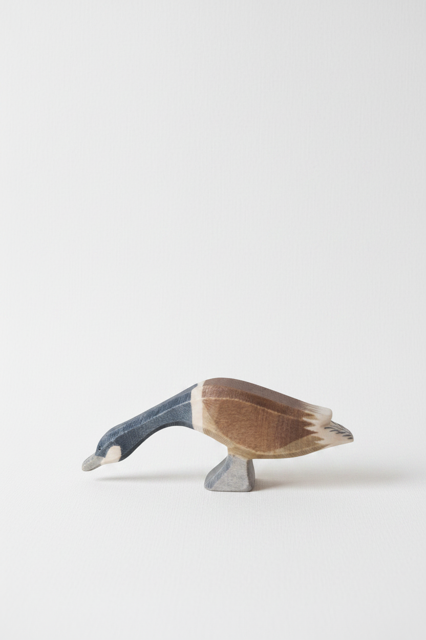 Canada goose long neck – studiobakgrunn