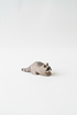 Raccoon small – studiobakgrunn