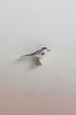 Wagtail – jevn hvit bakgrunn
