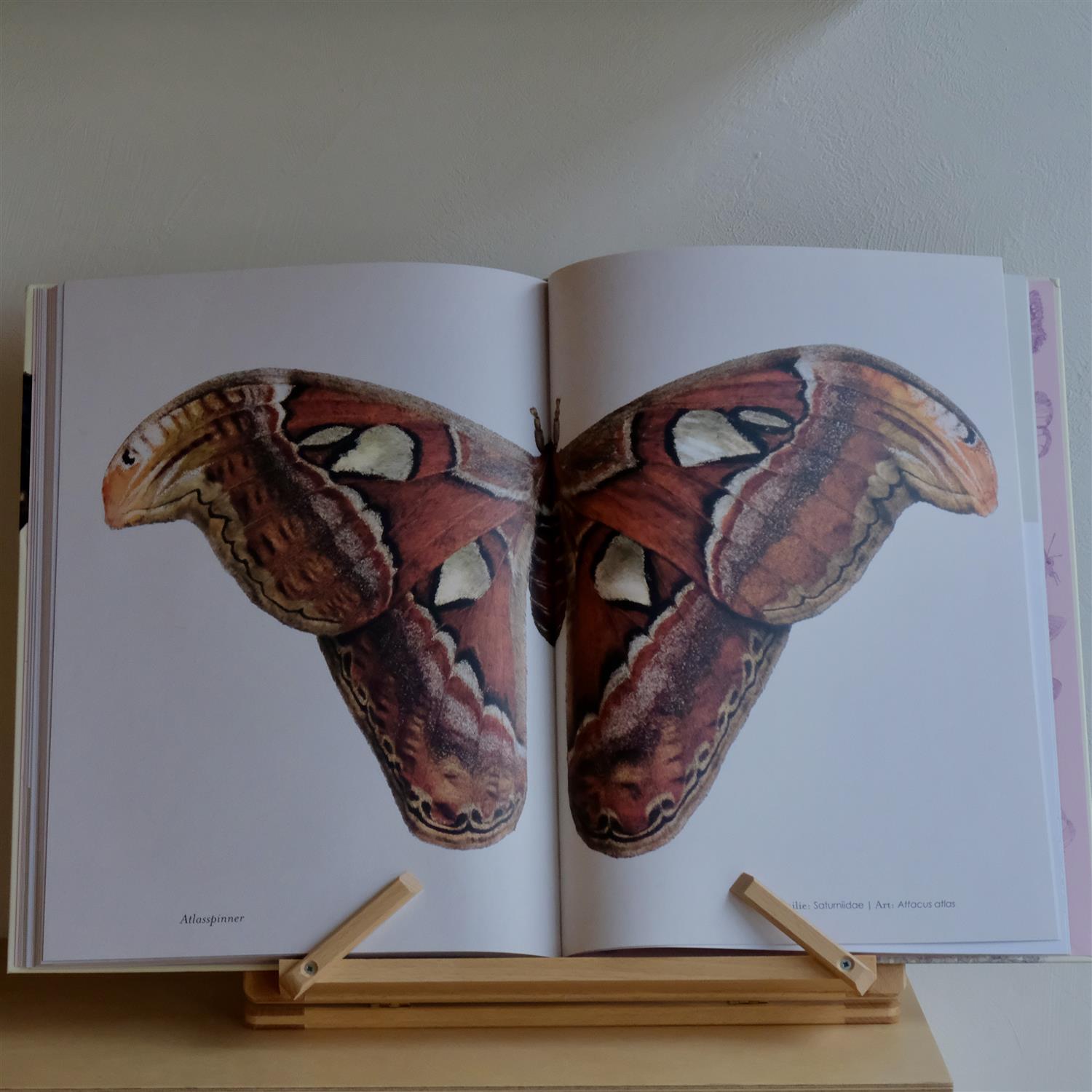 Fantastiske sommerfugler - Ben Rothery