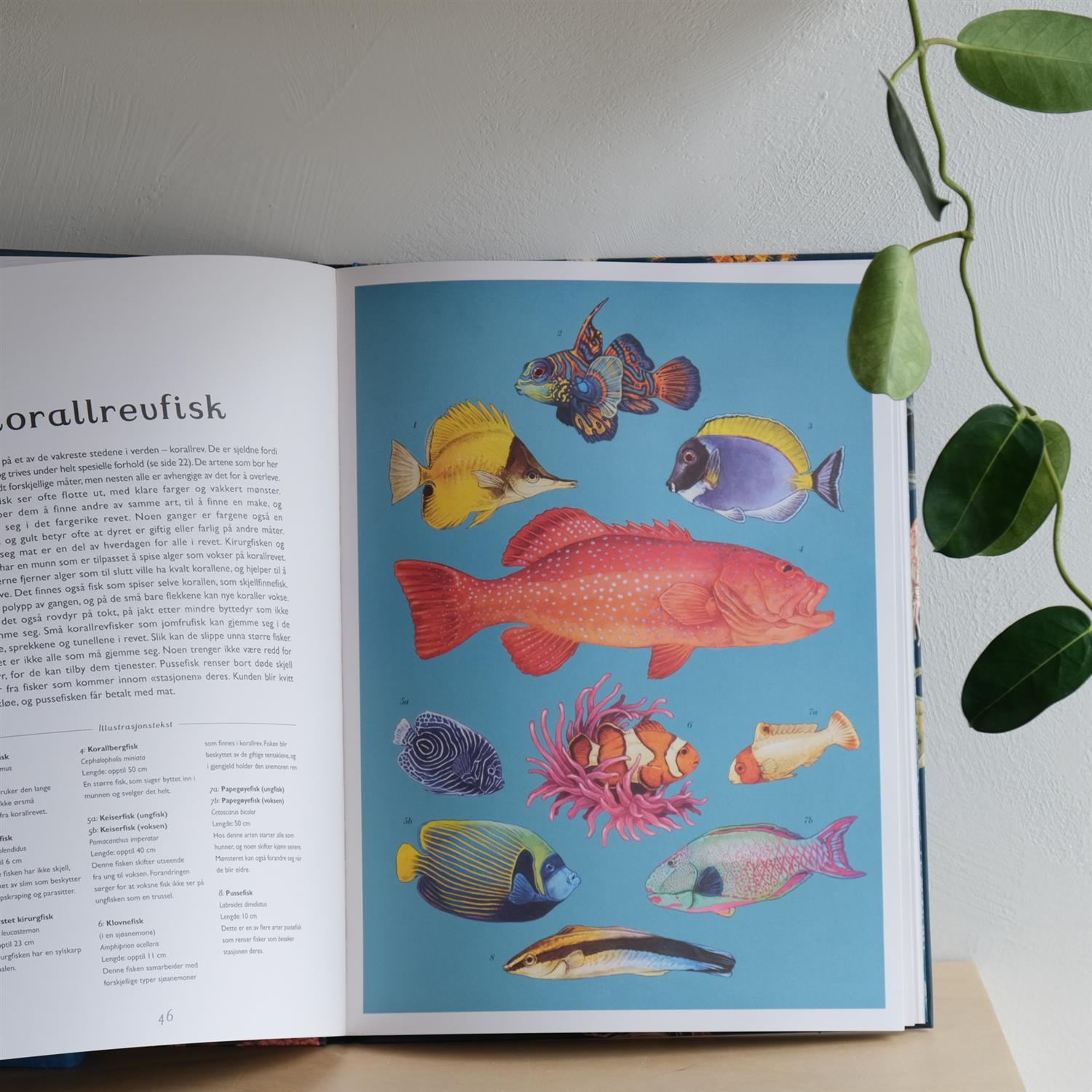 Oseanium – Bli med ned i dypet - Loveday Trinick og Teagan White