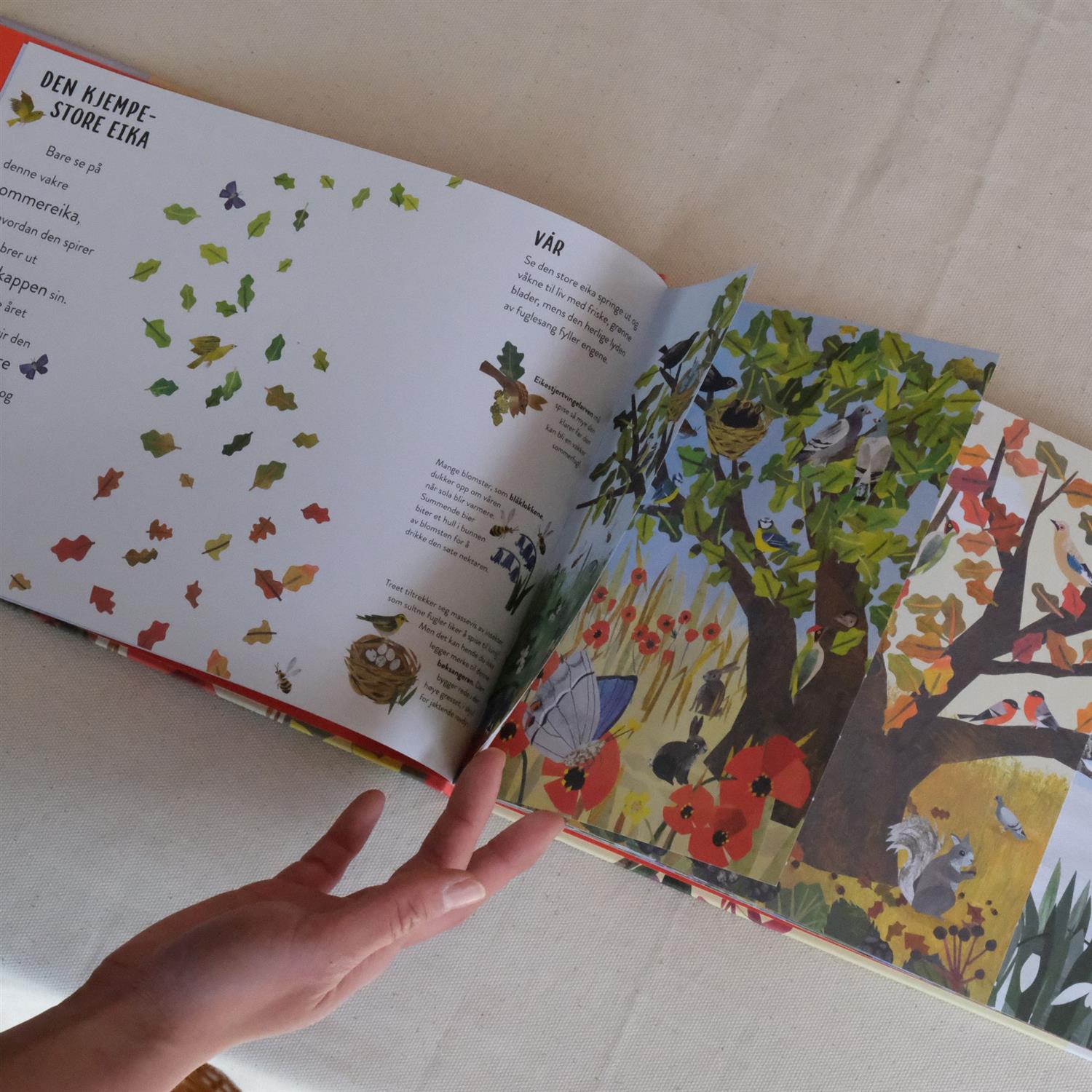 Årstidene: et år i naturen - Hannah Pang og Clover Robin