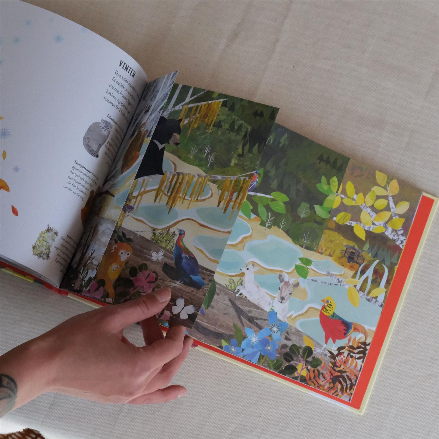 Årstidene: et år i naturen - Hannah Pang og Clover Robin