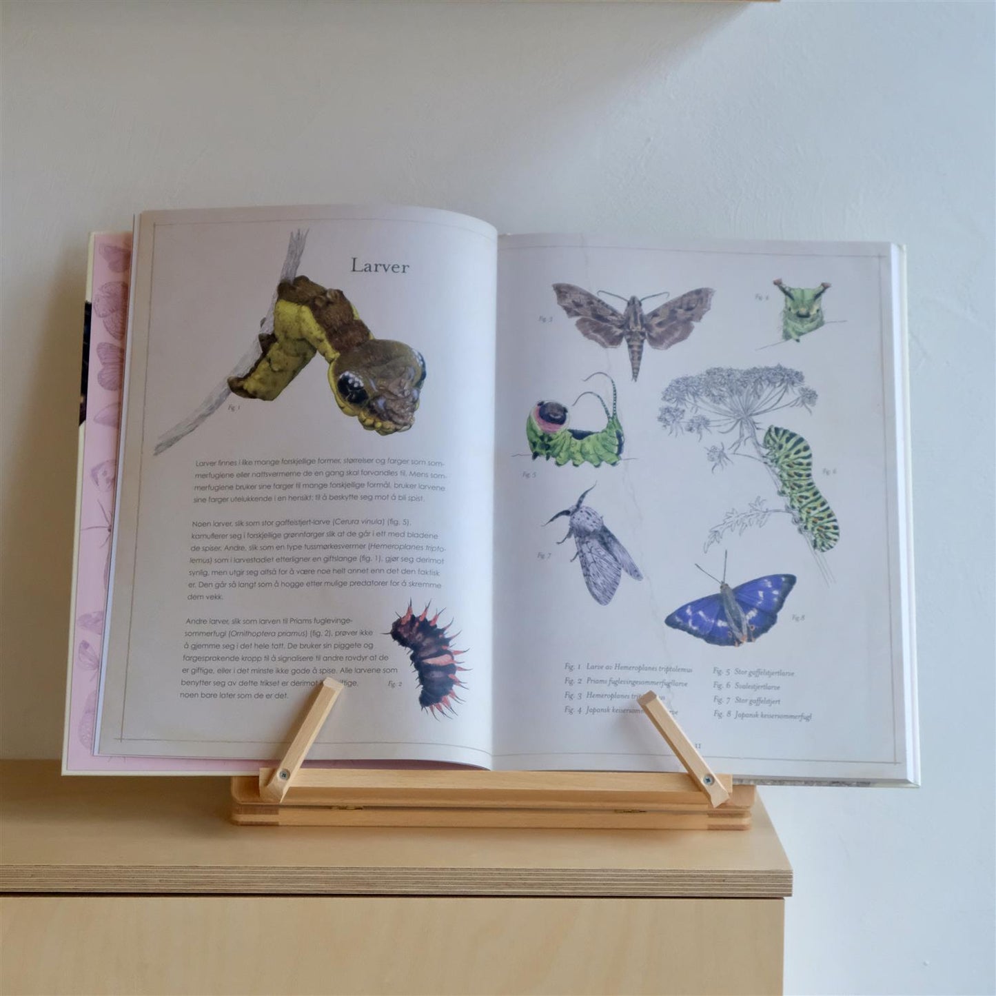 Fantastiske sommerfugler - Ben Rothery