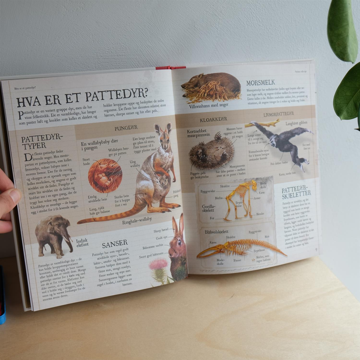 Verdens ville dyr - Camilla De la Bédoyère