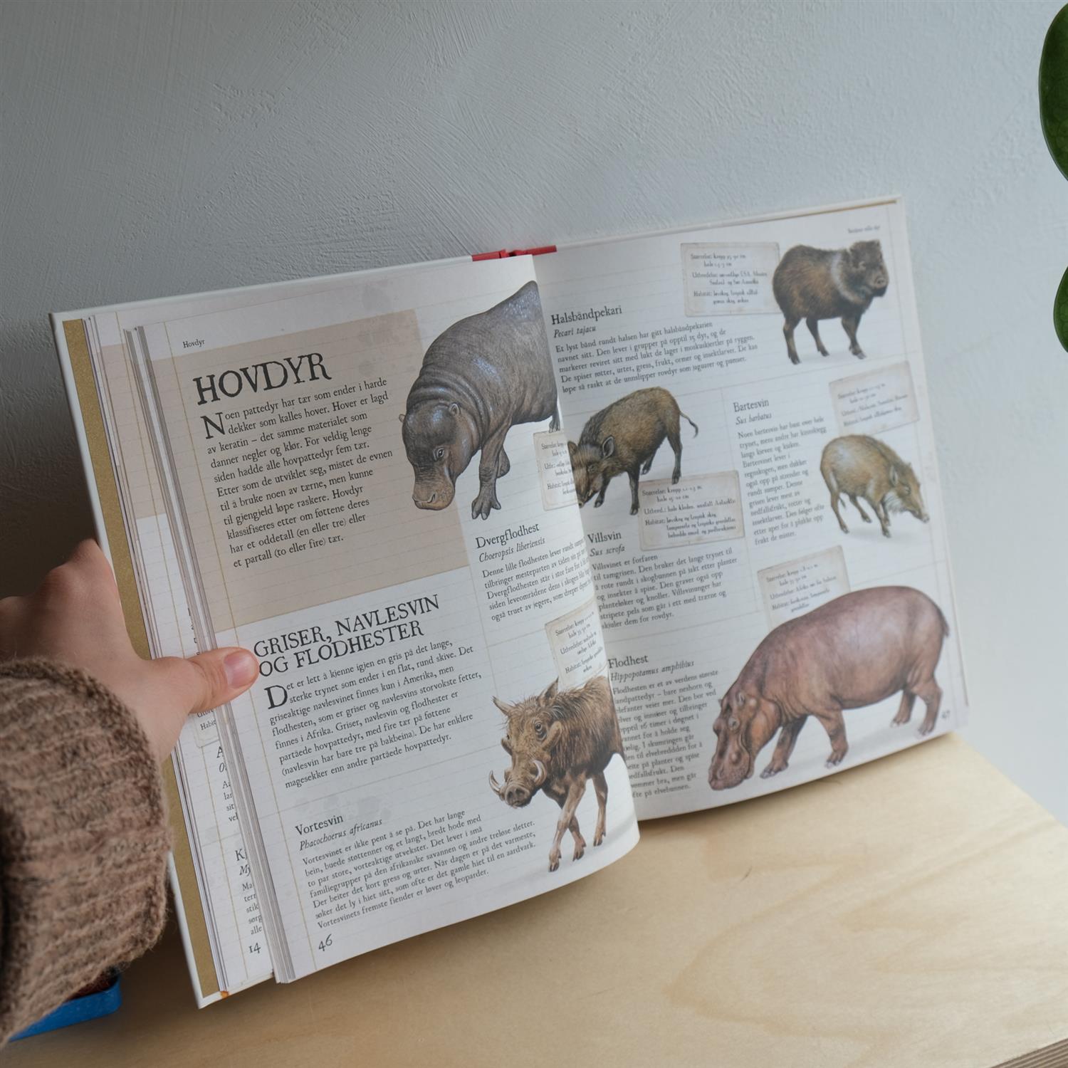 Verdens ville dyr - Camilla De la Bédoyère