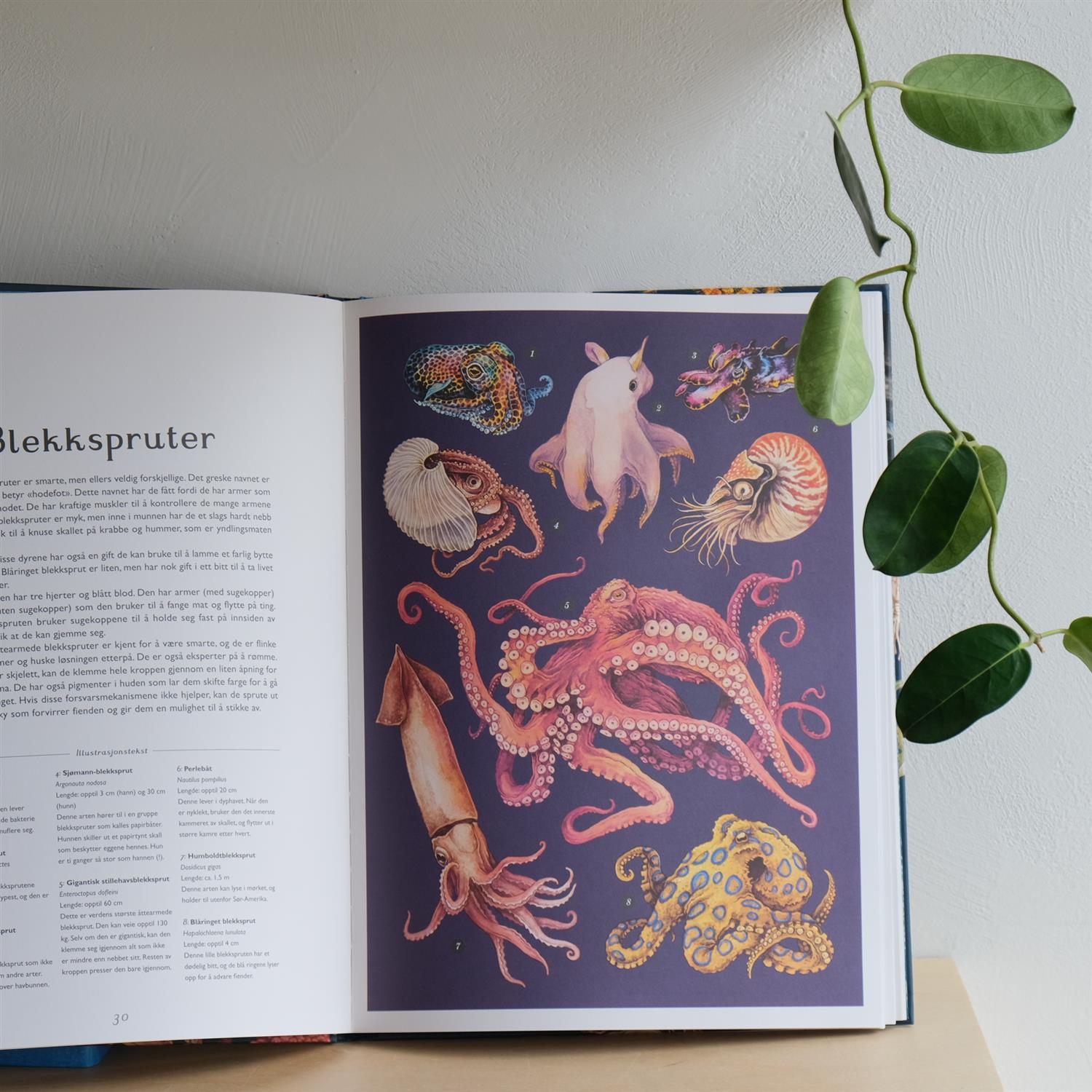 Oseanium – Bli med ned i dypet - Loveday Trinick og Teagan White